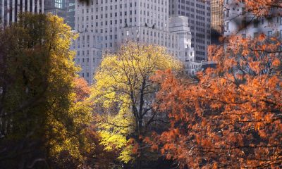 buildings trees