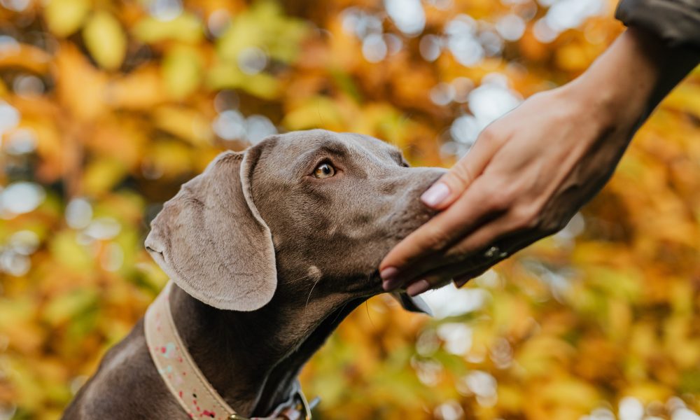 A Dog Smelling a Person's Hand