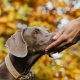 A Dog Smelling a Person's Hand