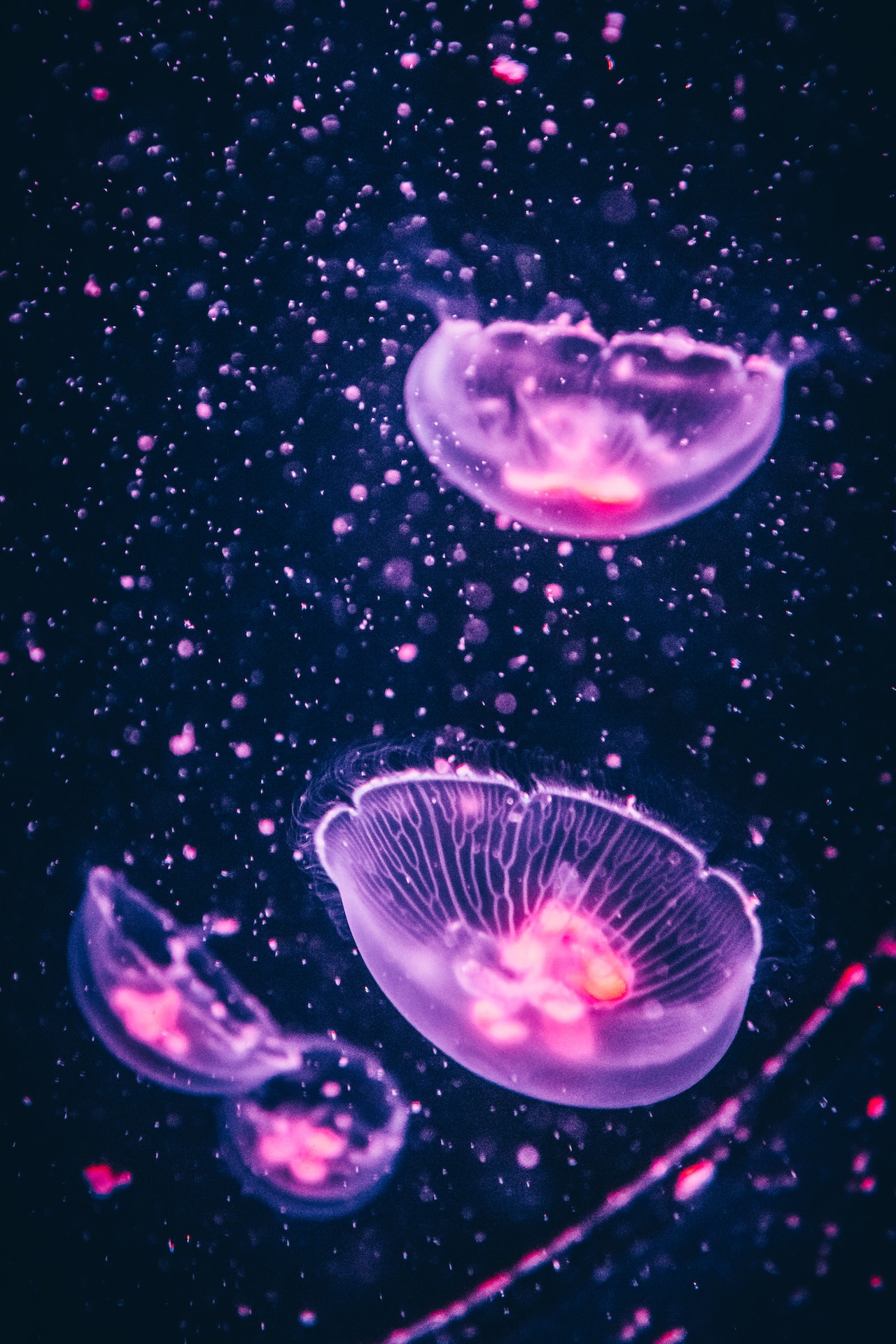 jellyfish