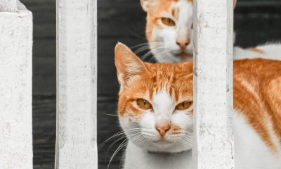 Cats Behind a Fence