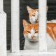 Cats Behind a Fence