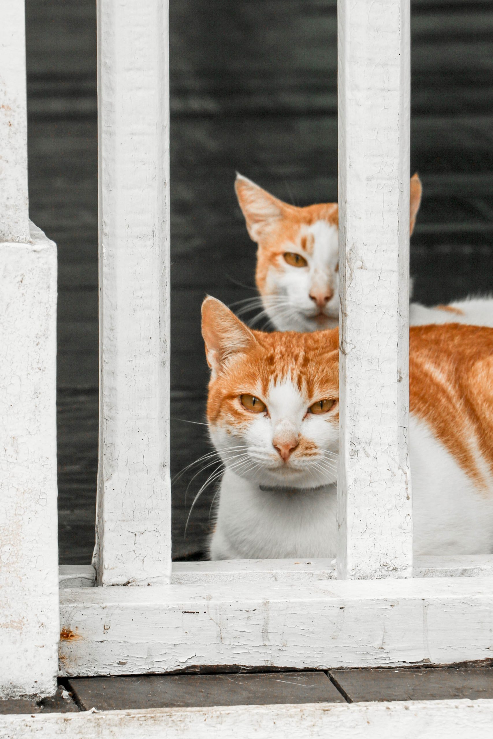 Cats Behind a Fence