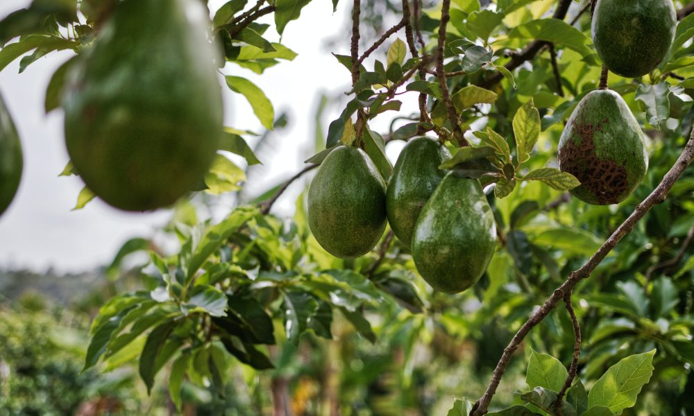 Avocado Fruits Hanging on Tree