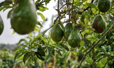 Avocado Fruits Hanging on Tree