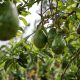 Avocado Fruits Hanging on Tree