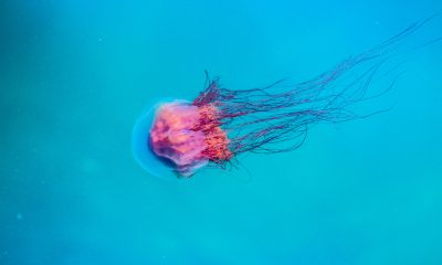 Jellyfish Underwater