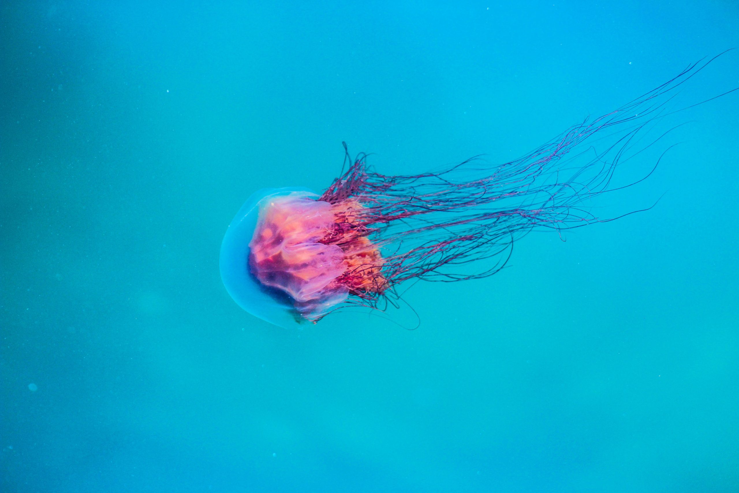 Jellyfish Underwater