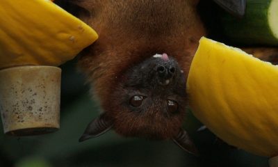 bat