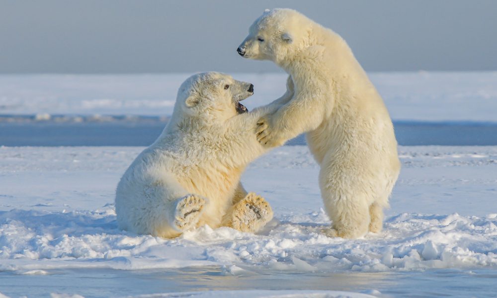 Young polar bears, northern Alaska