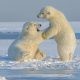 Young polar bears, northern Alaska