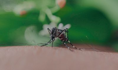 Mosquito sucking blood on skin of unrecognizable person