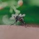 Mosquito sucking blood on skin of unrecognizable person