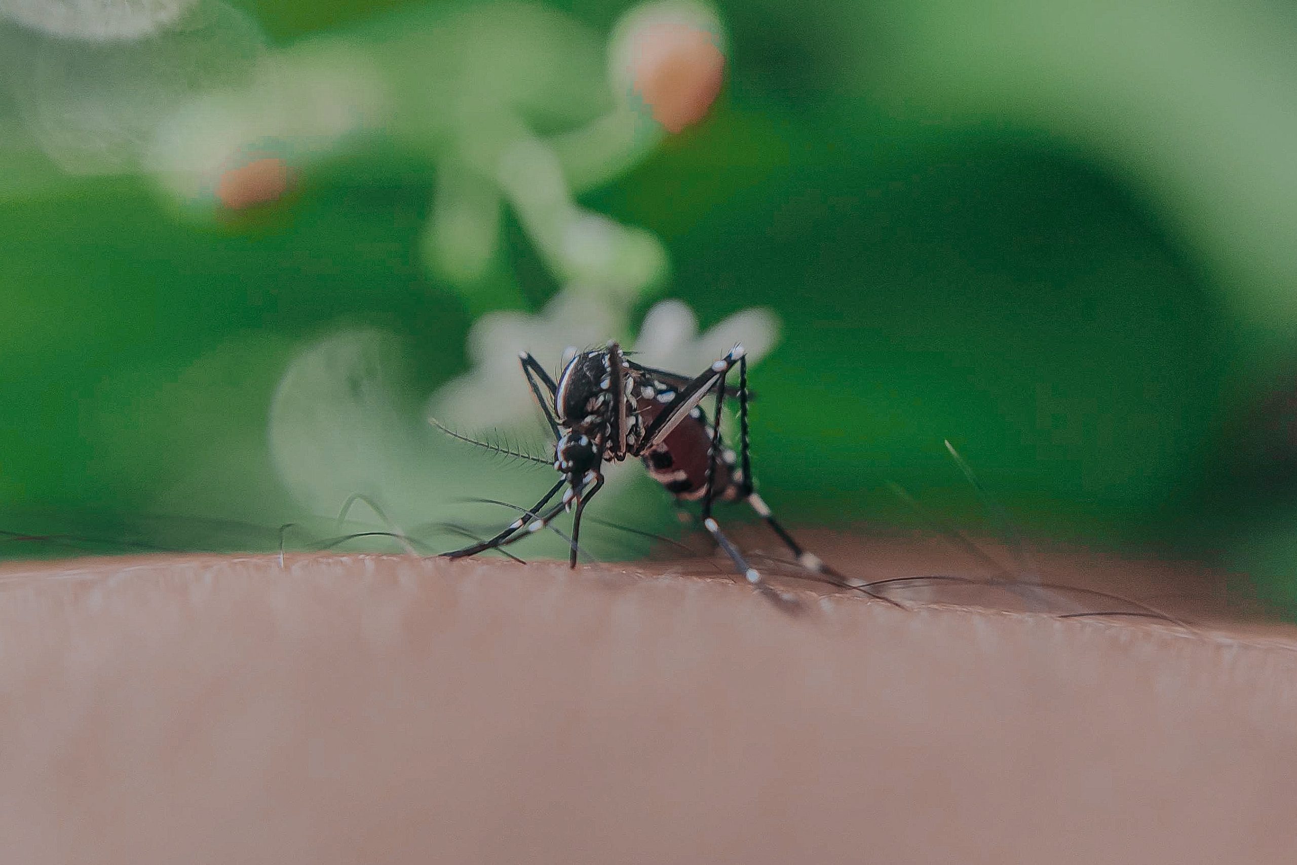 Mosquito sucking blood on skin of unrecognizable person