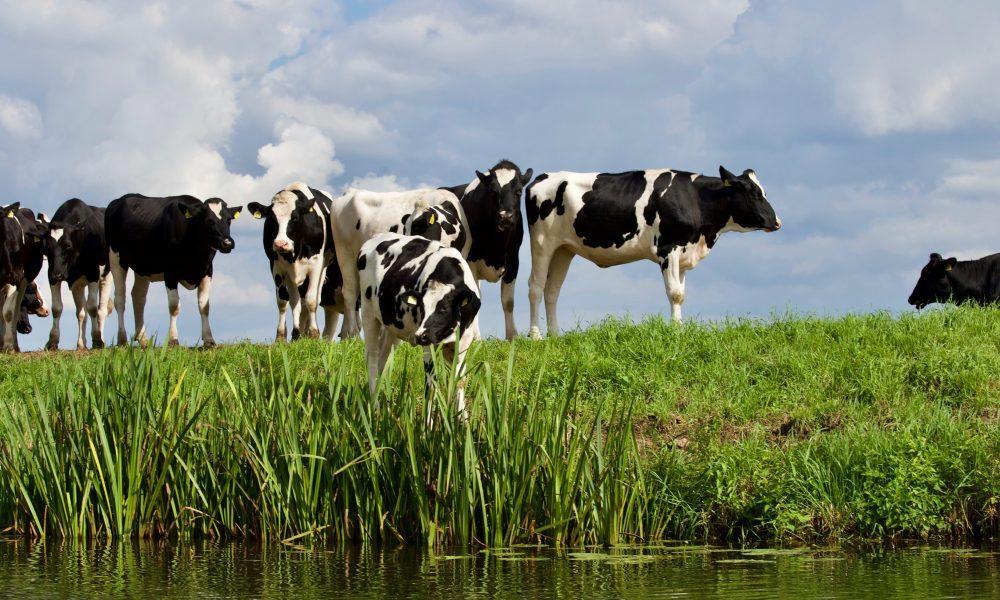 Group White and Black Cow