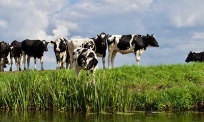 Group White and Black Cow