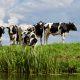 Group White and Black Cow