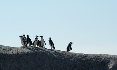 flock of penguins