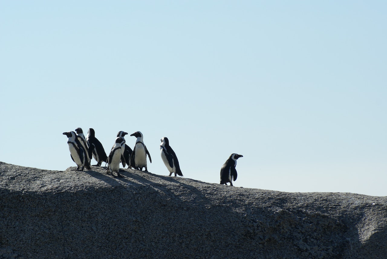 flock of penguins