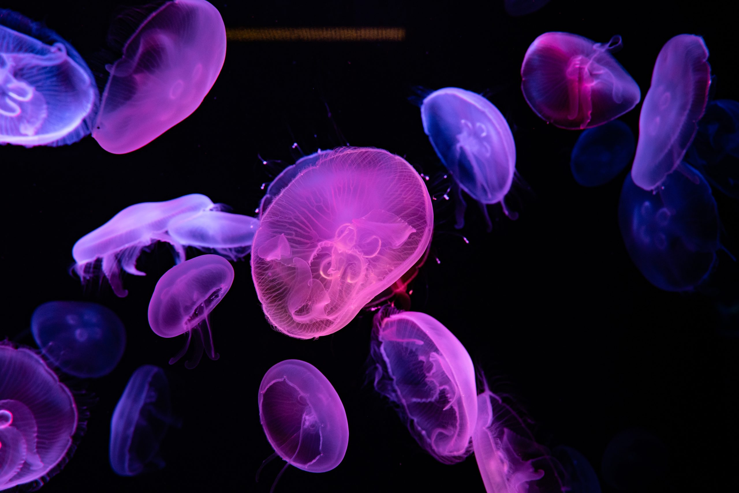 Purple Jellyfish in Water in Close Up Shot