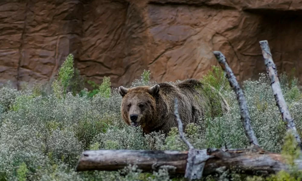 brown bear