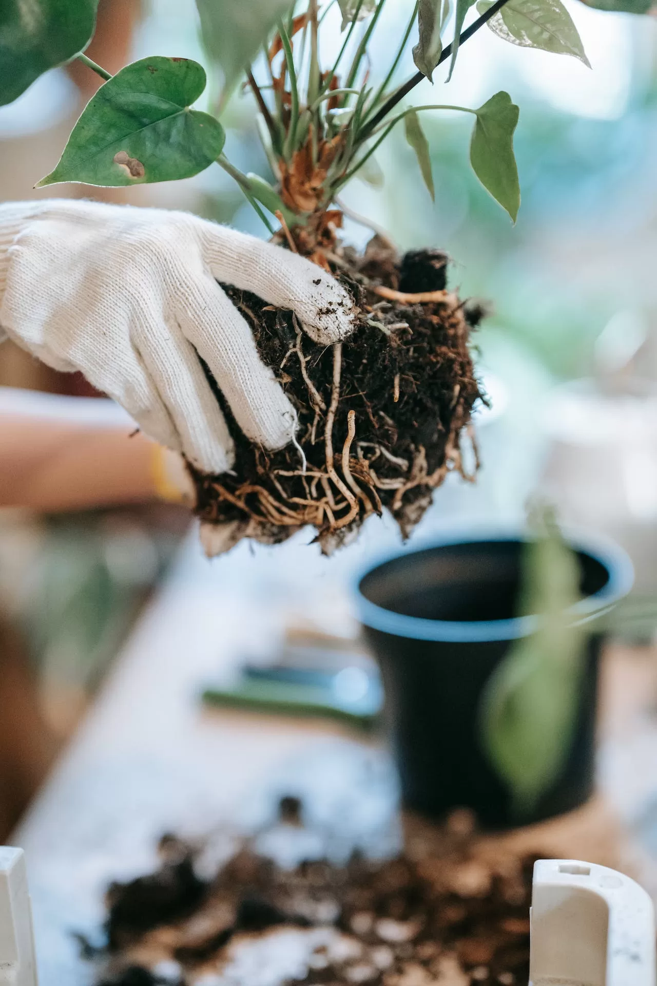 planting