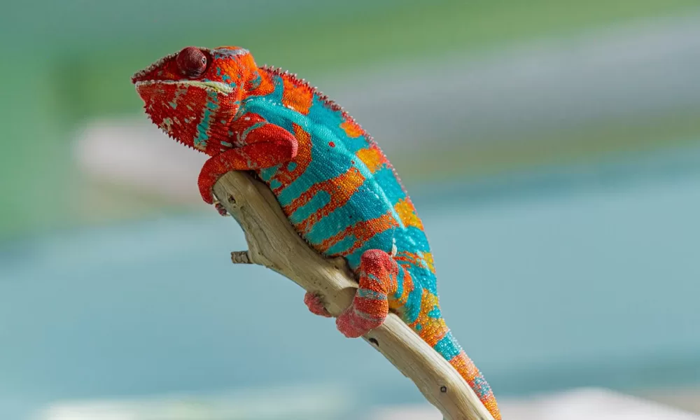 colorful chameleon