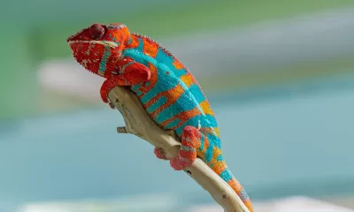 colorful chameleon