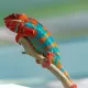 colorful chameleon