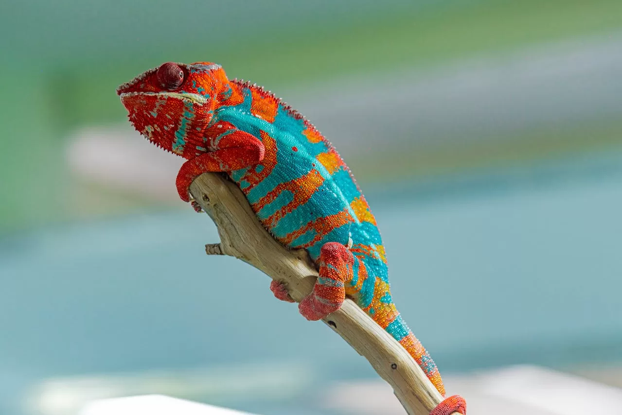 colorful chameleon