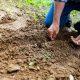 planting