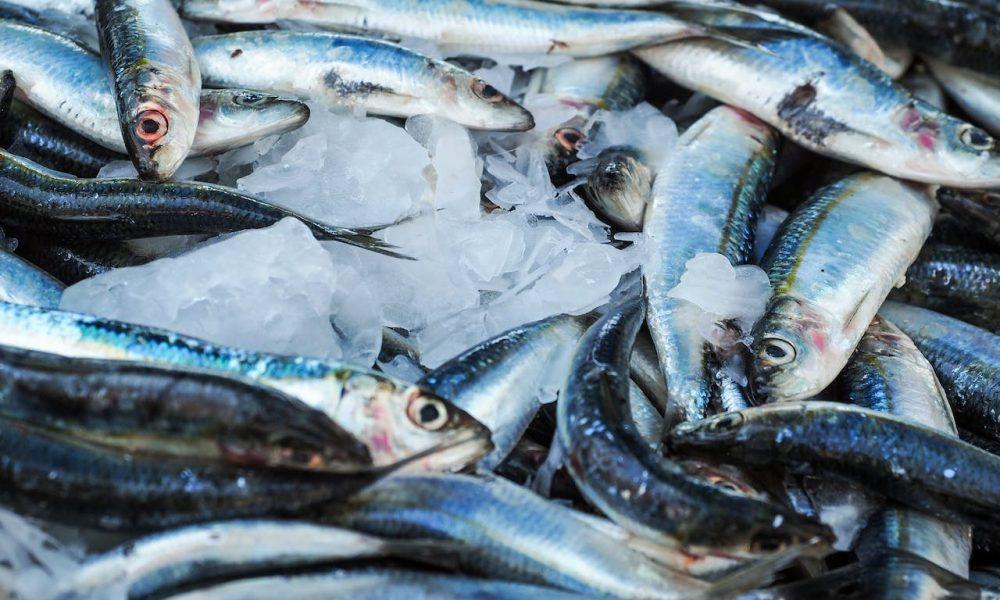 Fresh Fishes
