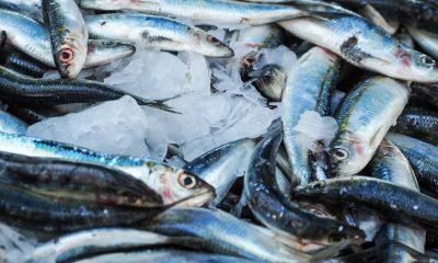 Fresh Fishes