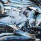 Fresh Fishes