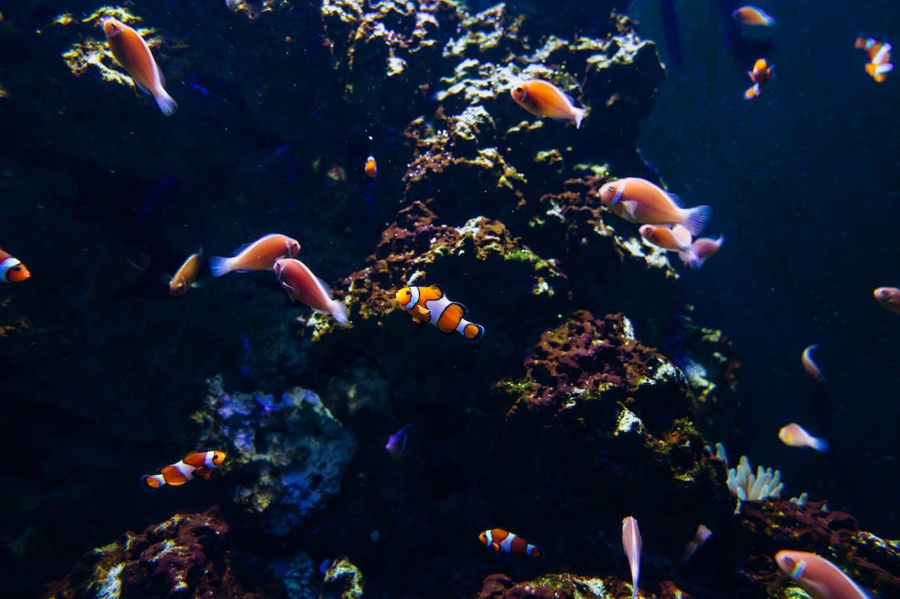 fishes under the sea