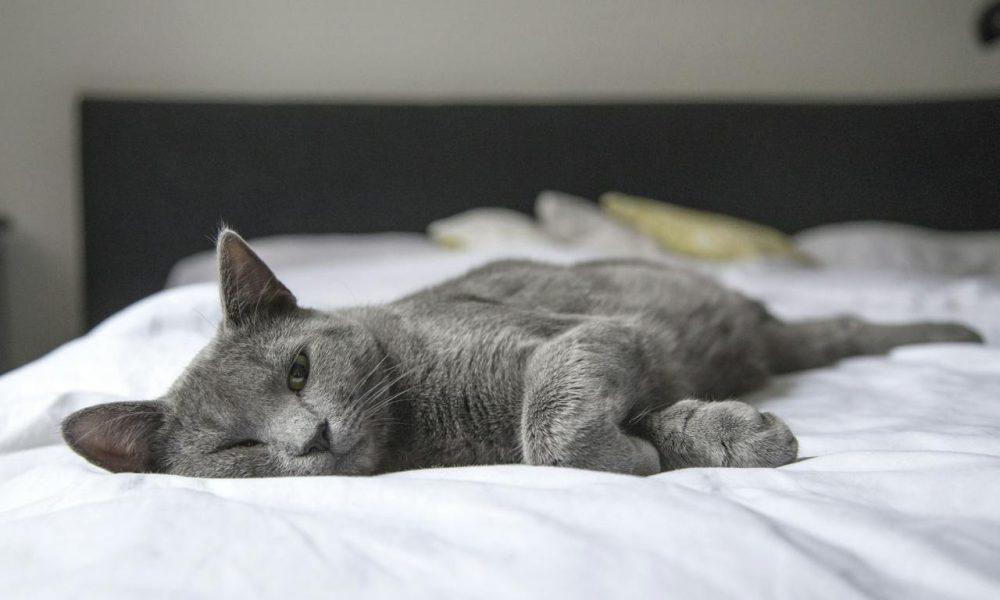 gray cat lying on bed