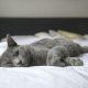 gray cat lying on bed