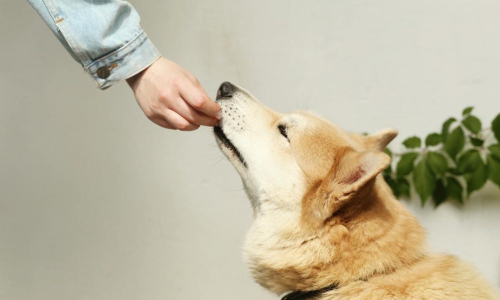 feeding dog