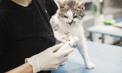 cat held by a vet