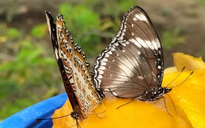 P15-M butterfly garden, koi lagoon to boost Iloilo City attraction ...