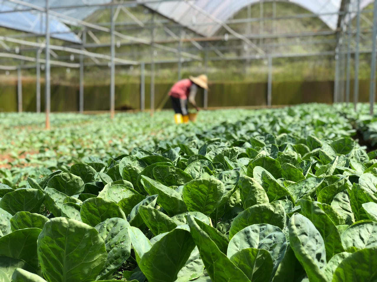 green leafy farm