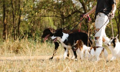 walking pack of dogs