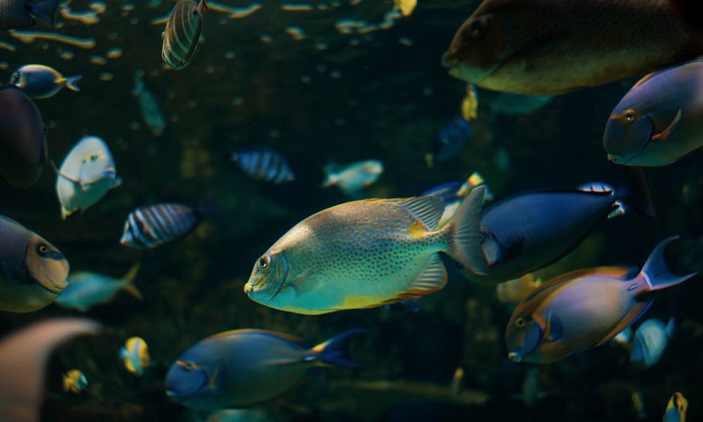 Underwater Photo of a School of Tropical Fish