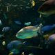 Underwater Photo of a School of Tropical Fish