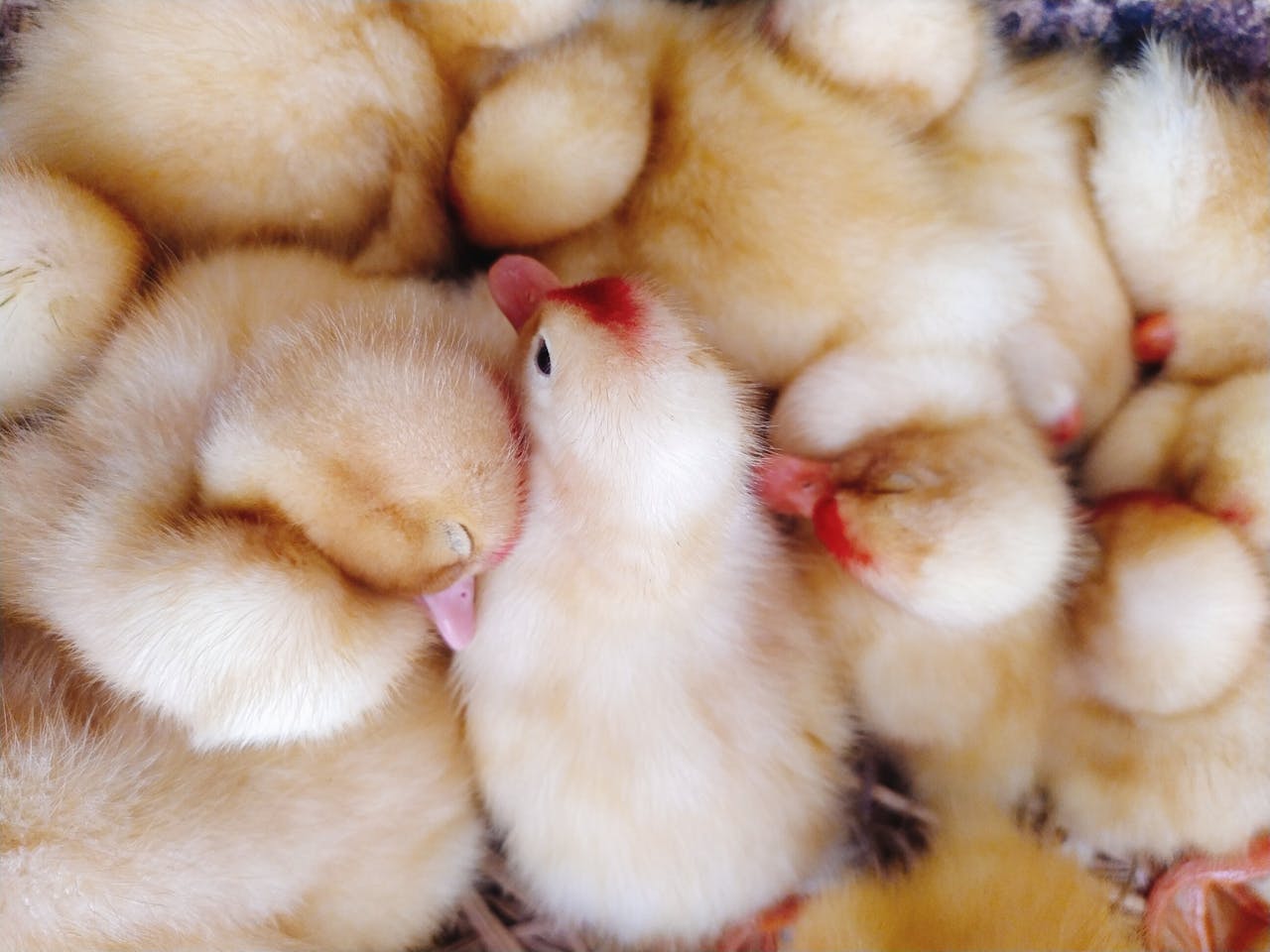 yellow chicks