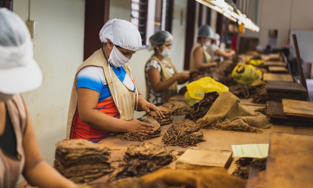 factory employees in uniforms making cigars