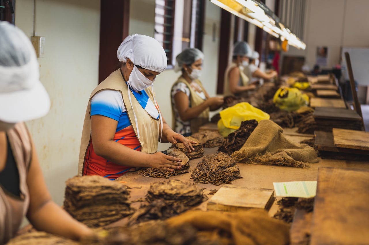 factory employees in uniforms making cigars