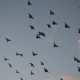 silhouette of birds flying