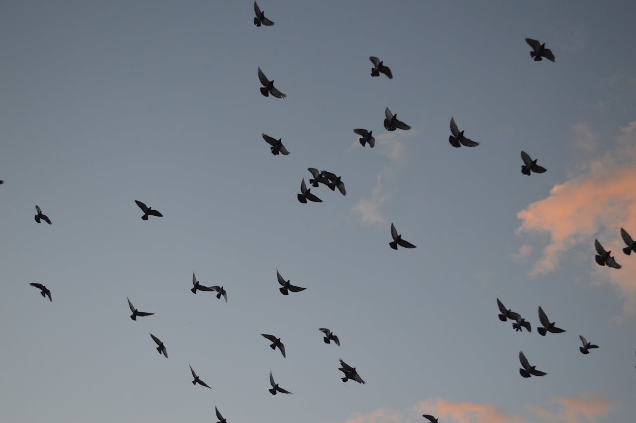 silhouette of birds flying