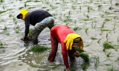 farmers planting rice